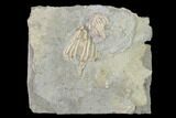 Fossil Crinoid (Eretmocrinus) - Gilmore City, Iowa #148681-1